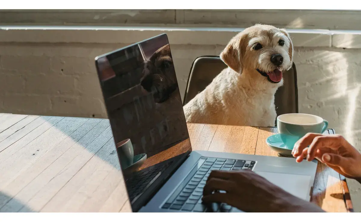 Llevar a tu perro al trabajo hará que hagas ejercicio. Foto: Pexels/Samson Katt