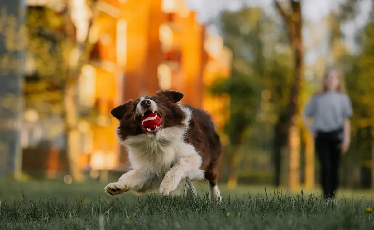 Los perros pueden tener un mal carácter si no socializan.