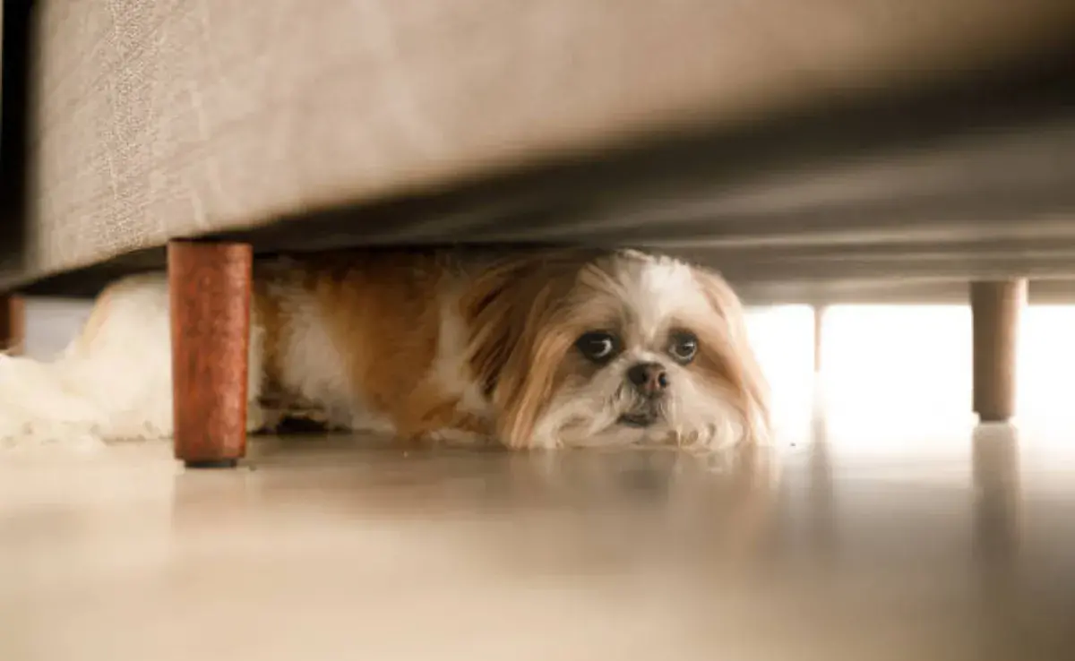 Los perros tienen sentidos mucho más agudos que los humanos.