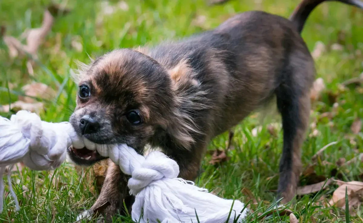 Algunos perros muerden todo cuando cambian de dientes.