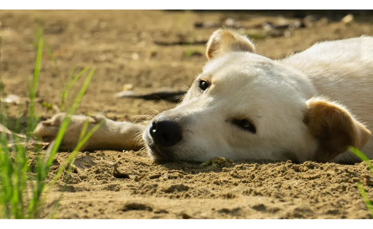 Las pulgas pueden causar graves problemas de salud en tu perro. Foto: Pexels/Joffre Prieto