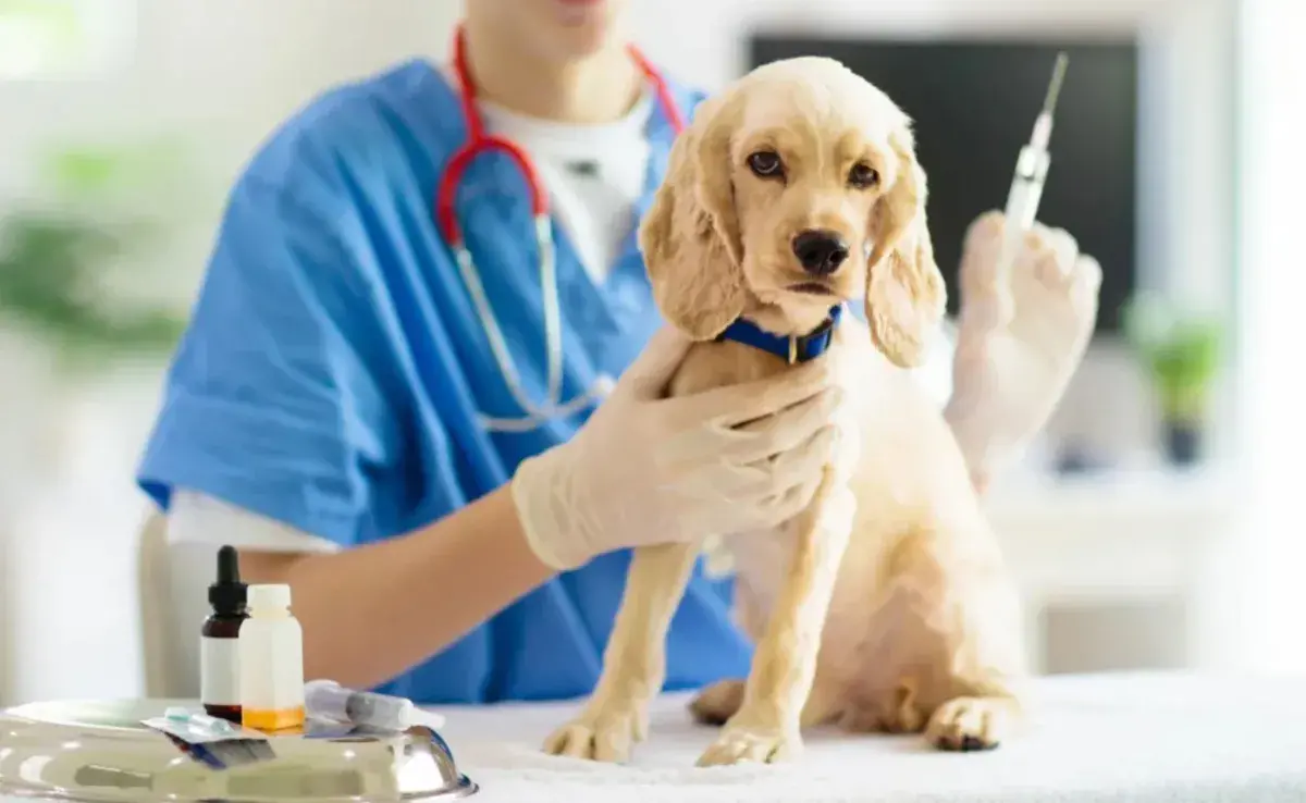 Animalhealtheurope ha informado que entre 2011 y 2017 se observó una disminución en las tasas de vacunación en perros y gatos