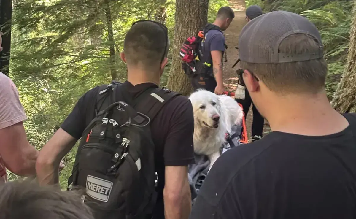 Para proteger a nuestras mascotas en caminatas montañosas, es esencial equiparlas adecuadamente