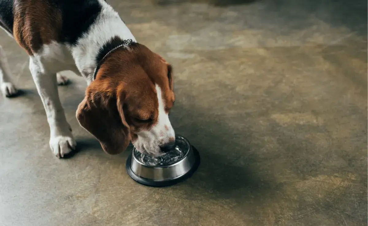 El té de manzanilla es conocido por sus propiedades calmantes y puede ser seguro para las mascotas.