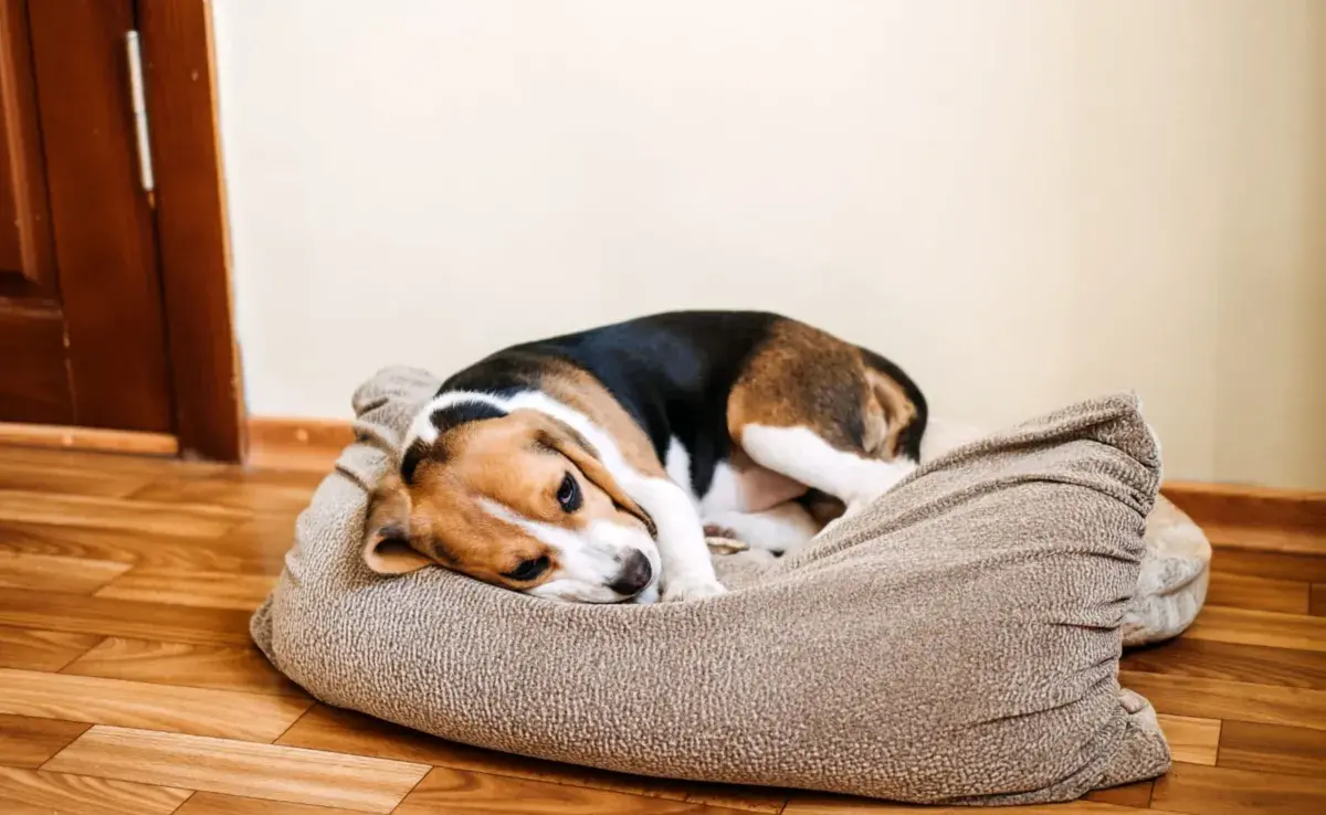 La torsión gástrica ocurre cuando el estómago del perro se dilata con gas y luego se tuerce sobre sí mismo