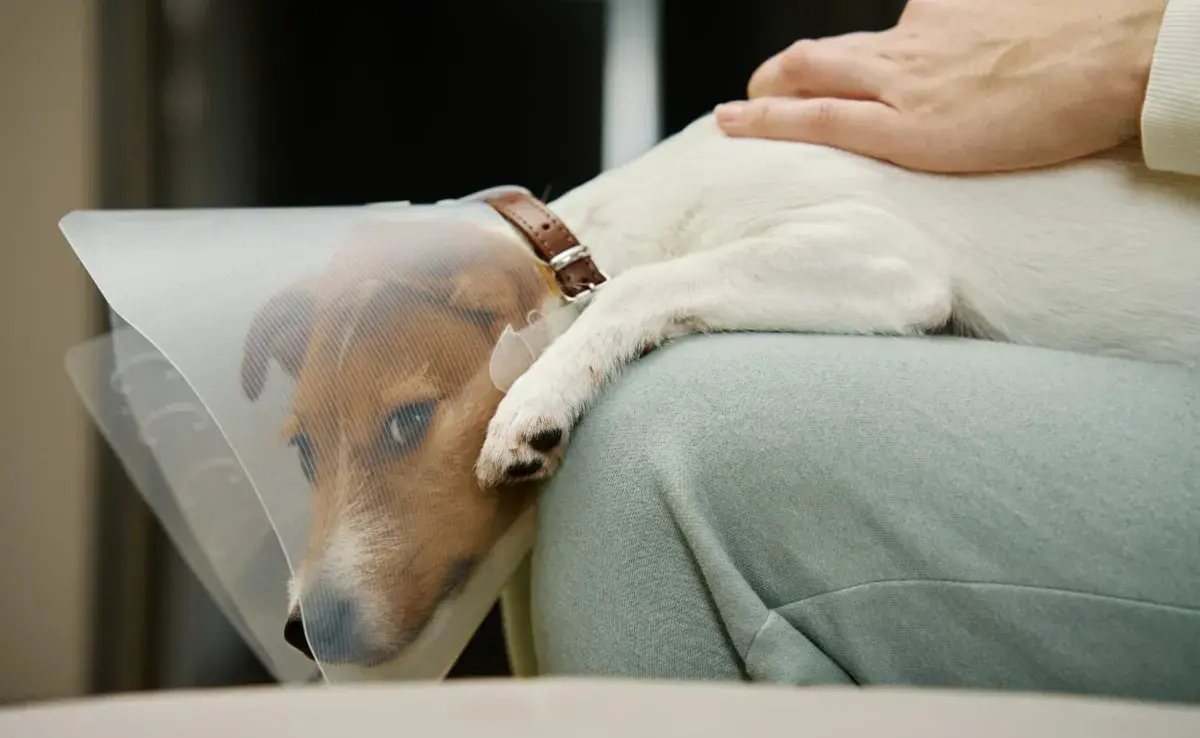 La esterilización es un procedimiento quirúrgico donde se eliminan los órganos reproductores. Foto: Envato/Lazy_Bear