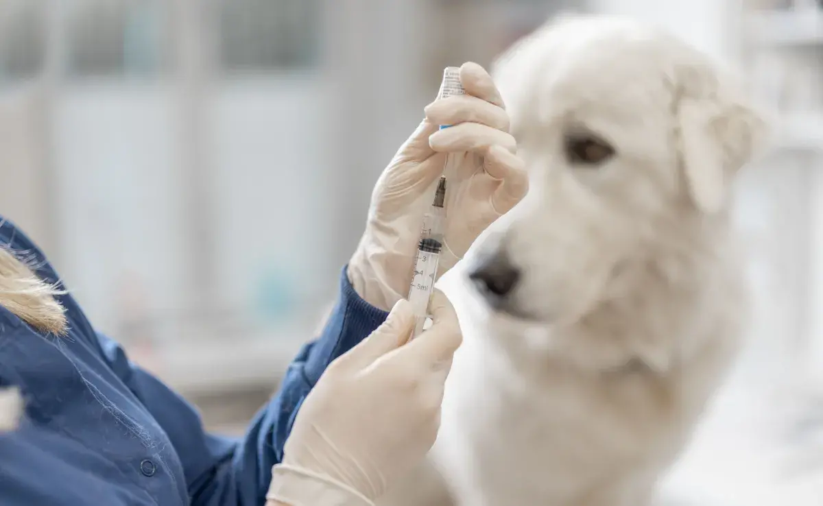 Vacunar a tu perro es esencial para su salud y bienestar. 