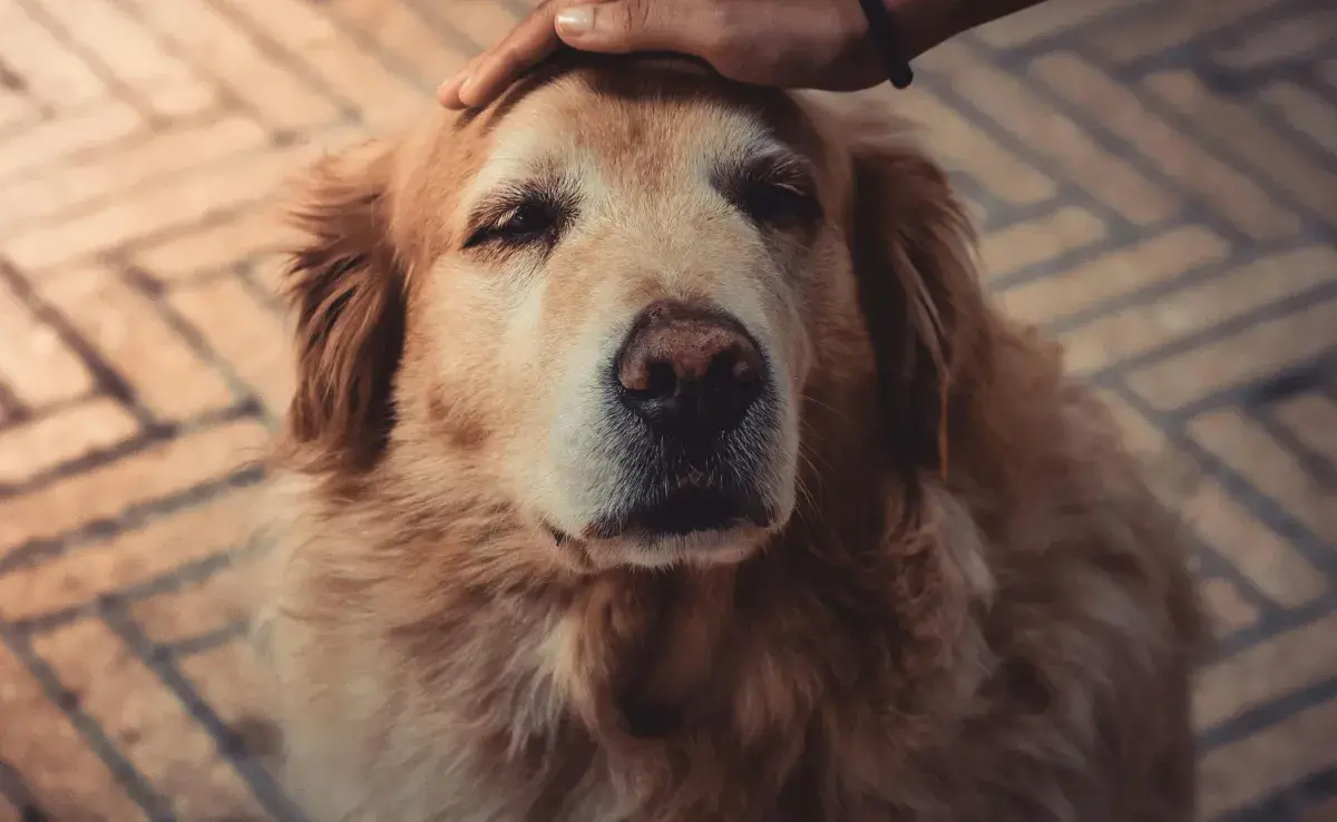 Una señal de demencia senil en perros es cuando no saben dónde están.