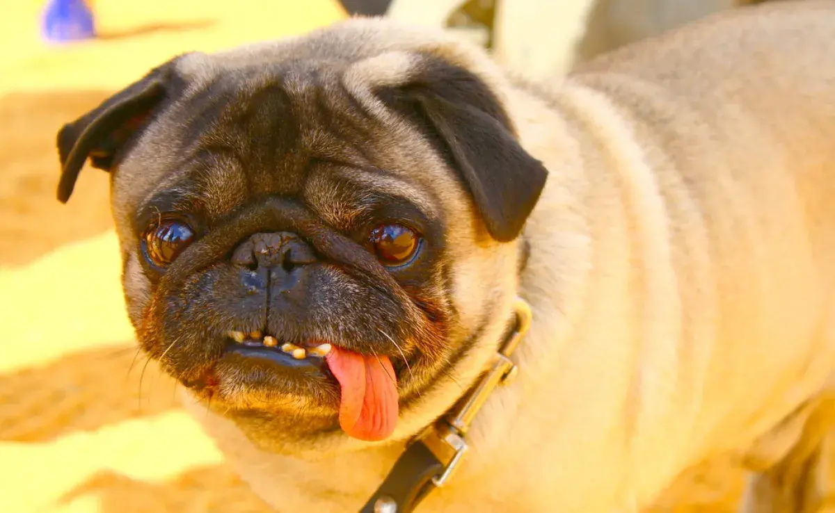 Perros con Síndrome de Down ¿Existen o no?