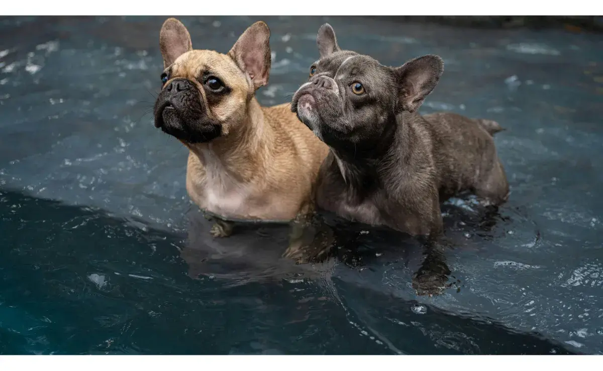 Haz un kit de emergencia para perros durante la temporada de huracanes. Foto: Pexels/JK Creative