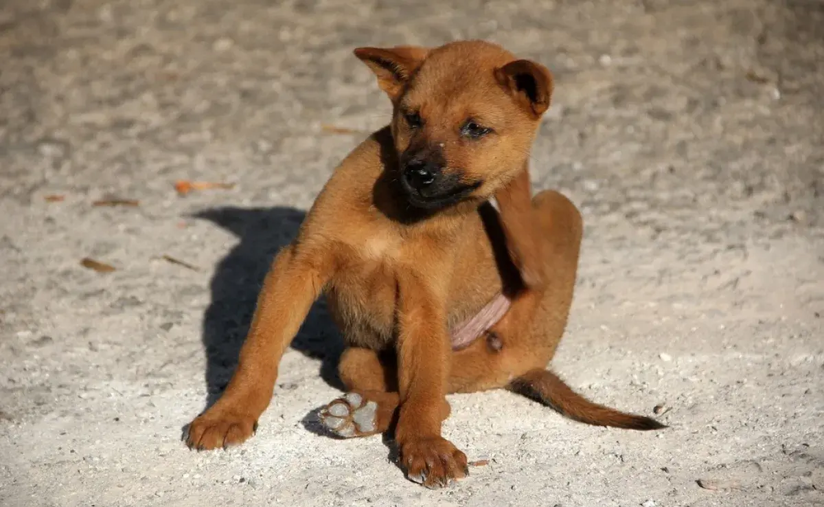 ¿Por qué mi perro se rasca tanto?