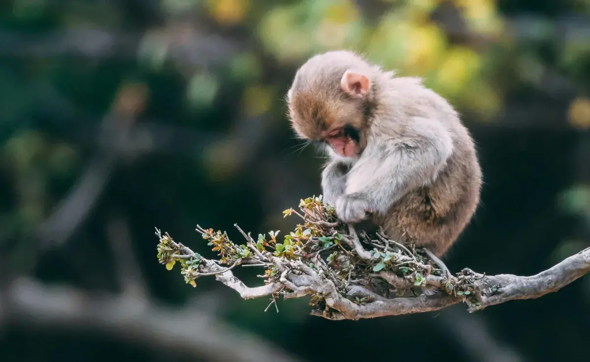 Existen enfermedades que se transmiten de animal a hombre. 