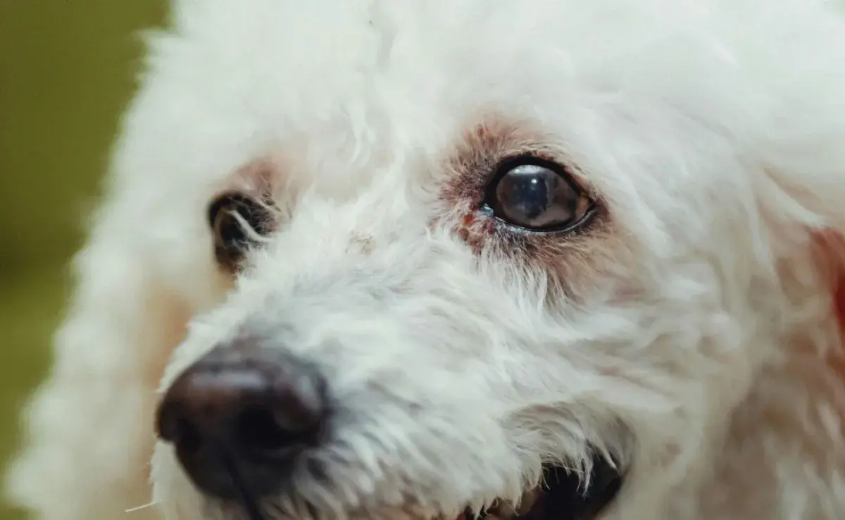 Guía paso a paso para quitarle las lagañas de perro sin lastimarlo.