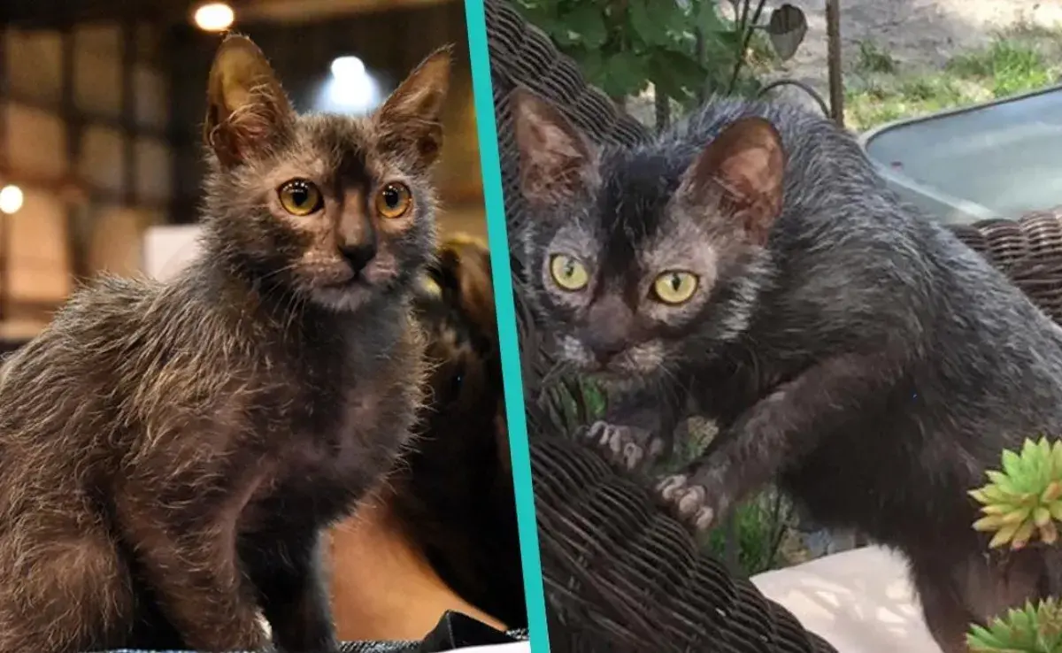 ¿Cuál es el gato Lykoi y por qué es tan especial?