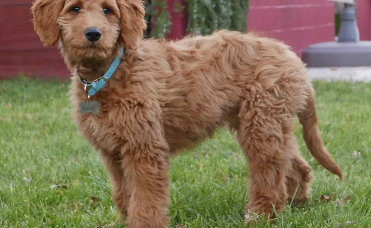 ¿Qué tanto crece el Golden doodle? Descubre las diferencias de tamaño