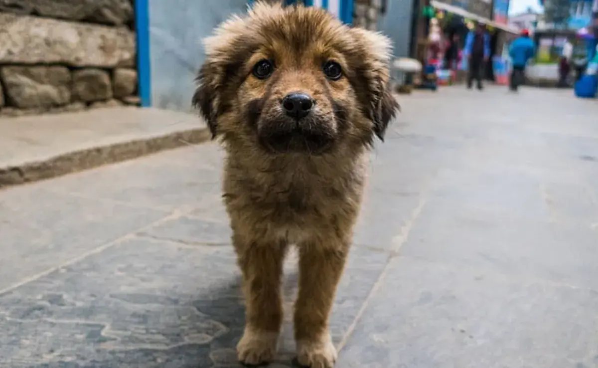 Esteriliza: La mejor forma de ayudar a los perros callejeros