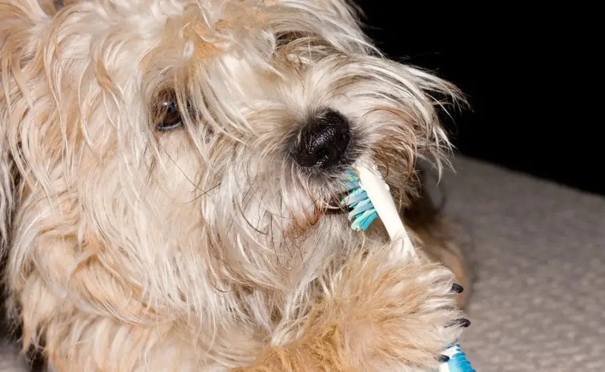 Cómo cepillarle los dientes a tu perro: ¡Cuida su salud dental!