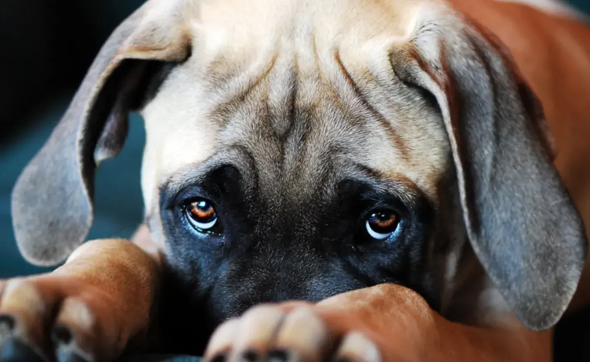 Cómo educar a tu mascota sin caer en la trampa de la carita de “yo no fui”