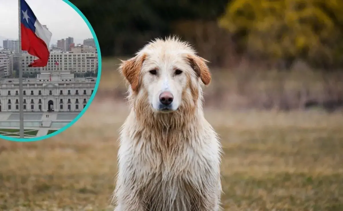 Evita áreas con agua estancada para proteger a tu perro de las lluvias en Chile