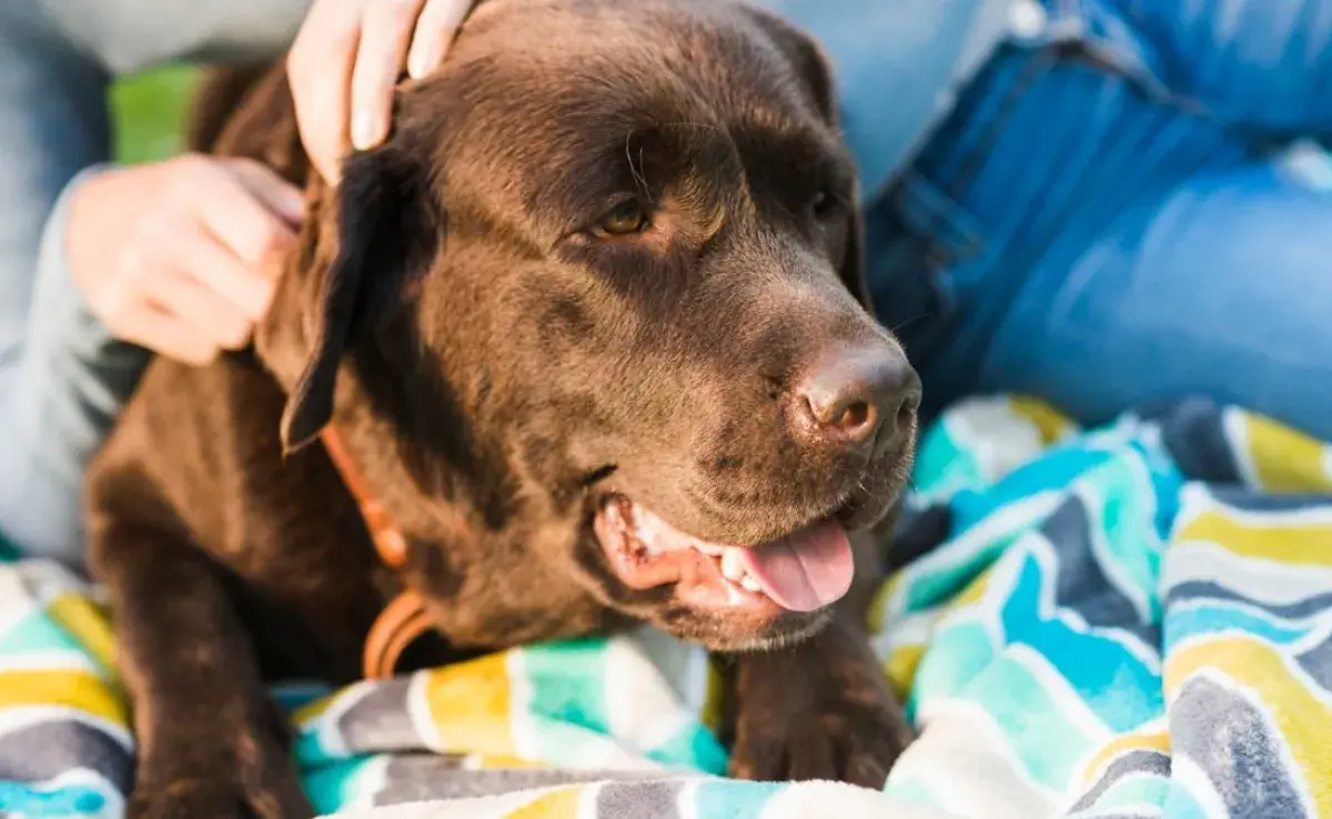 Cómo saber si mi perro está deshidratado