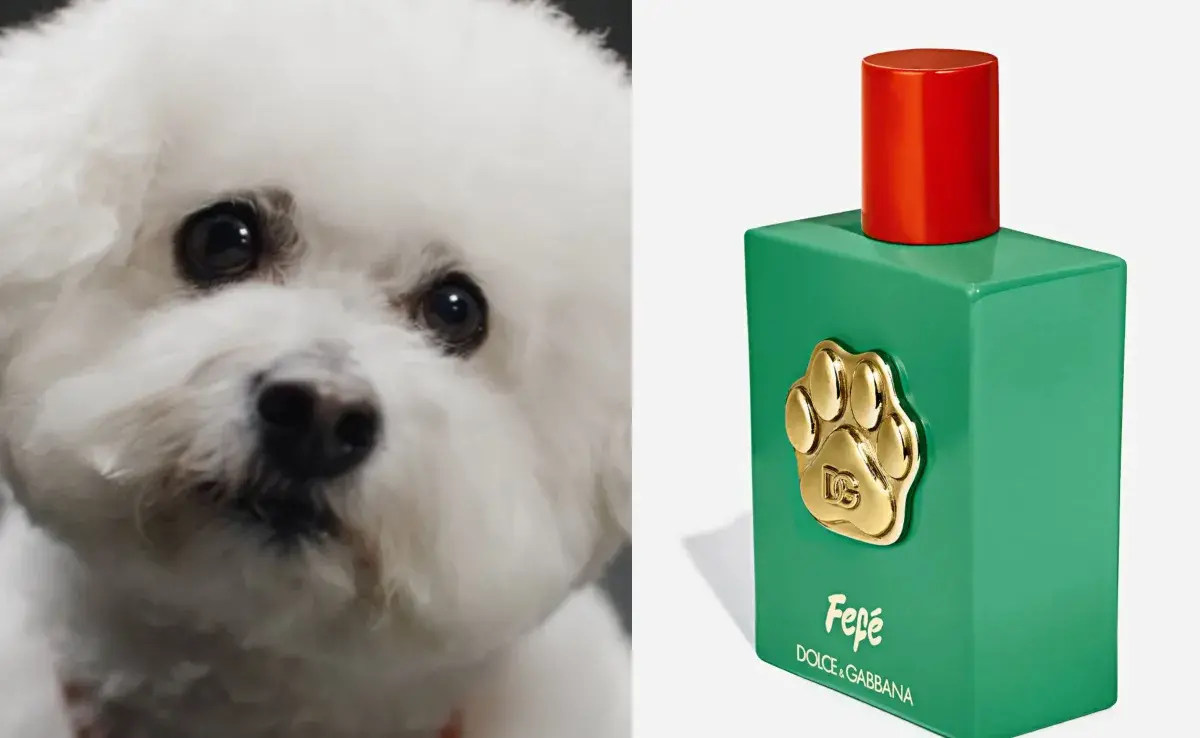 El perfume para perro cuesta dos mil pesos mexicanos.