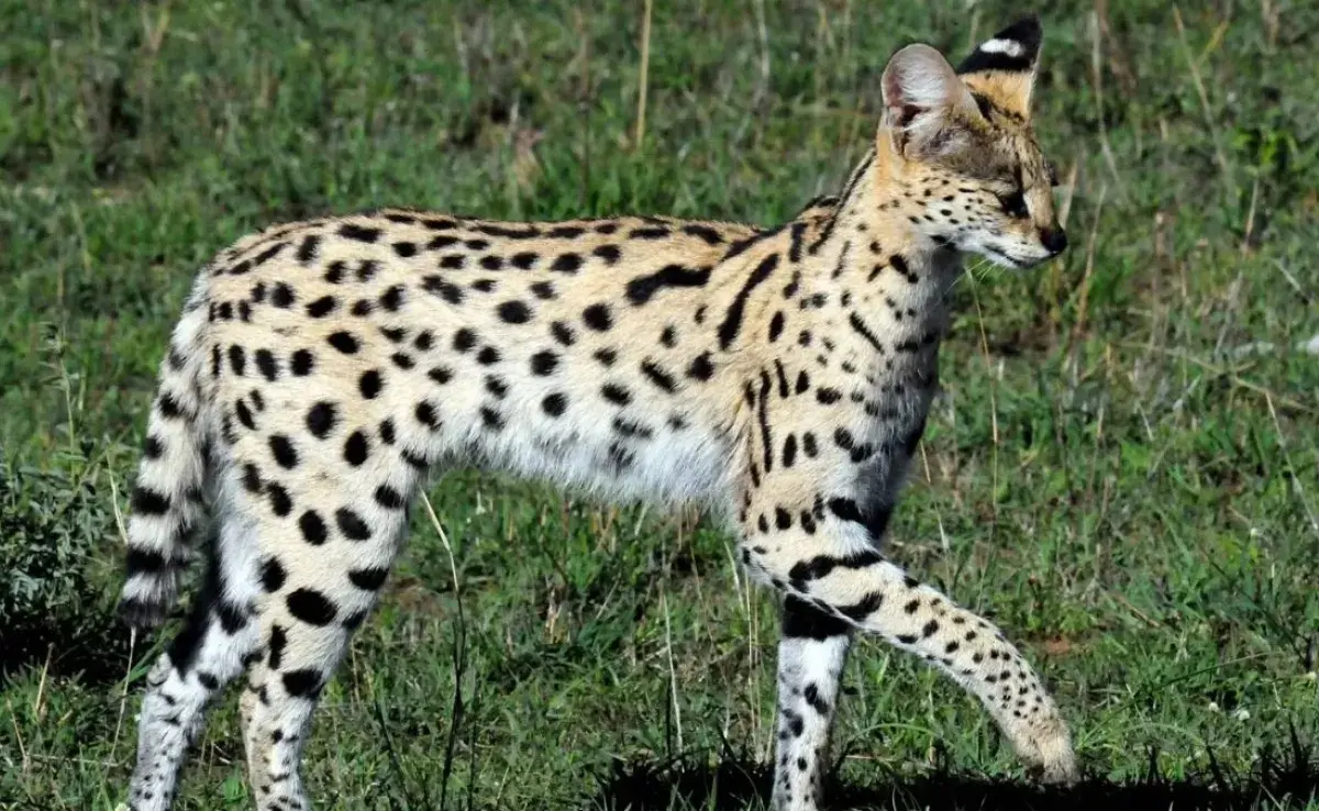 Todo sobre el gato serval: ¿Es posible tenerlo como mascota?