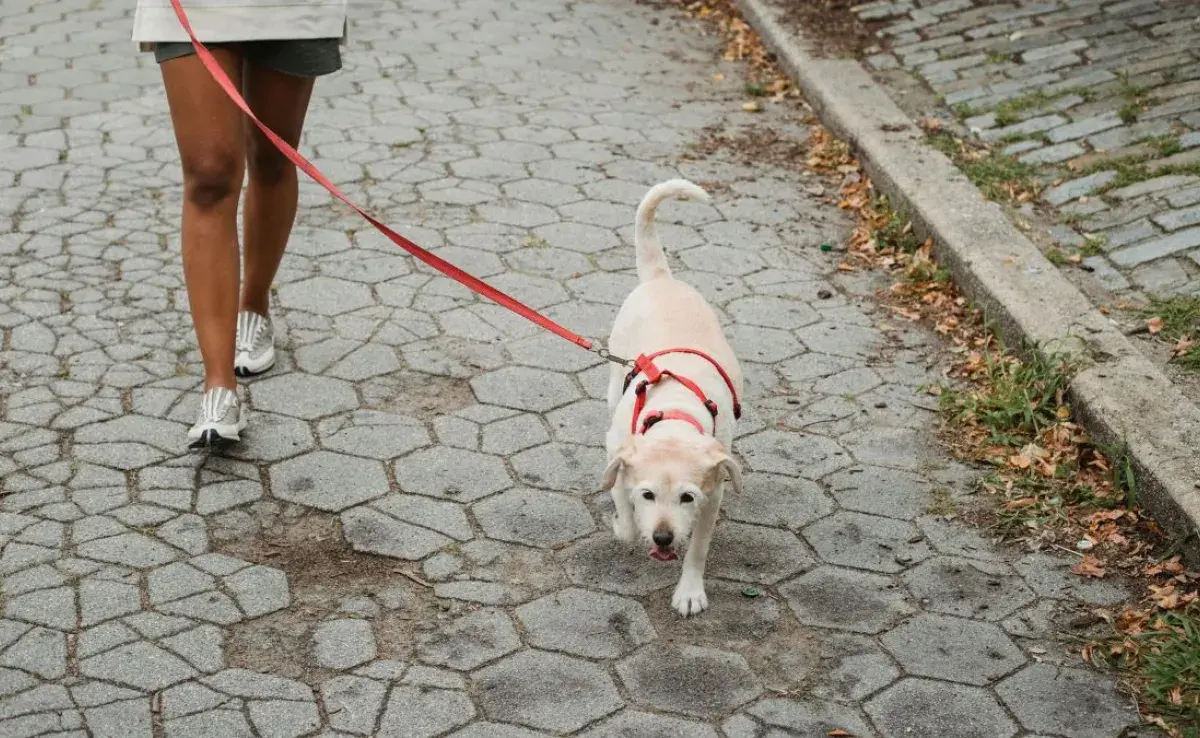 ¿Cuál es la mejor opción de trailla para perros?