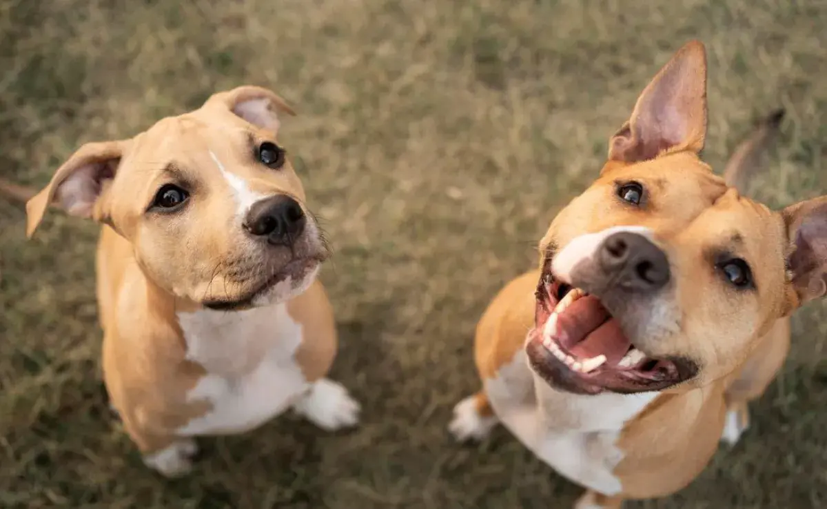 ¿Cuáles son los derechos de las mascotas?