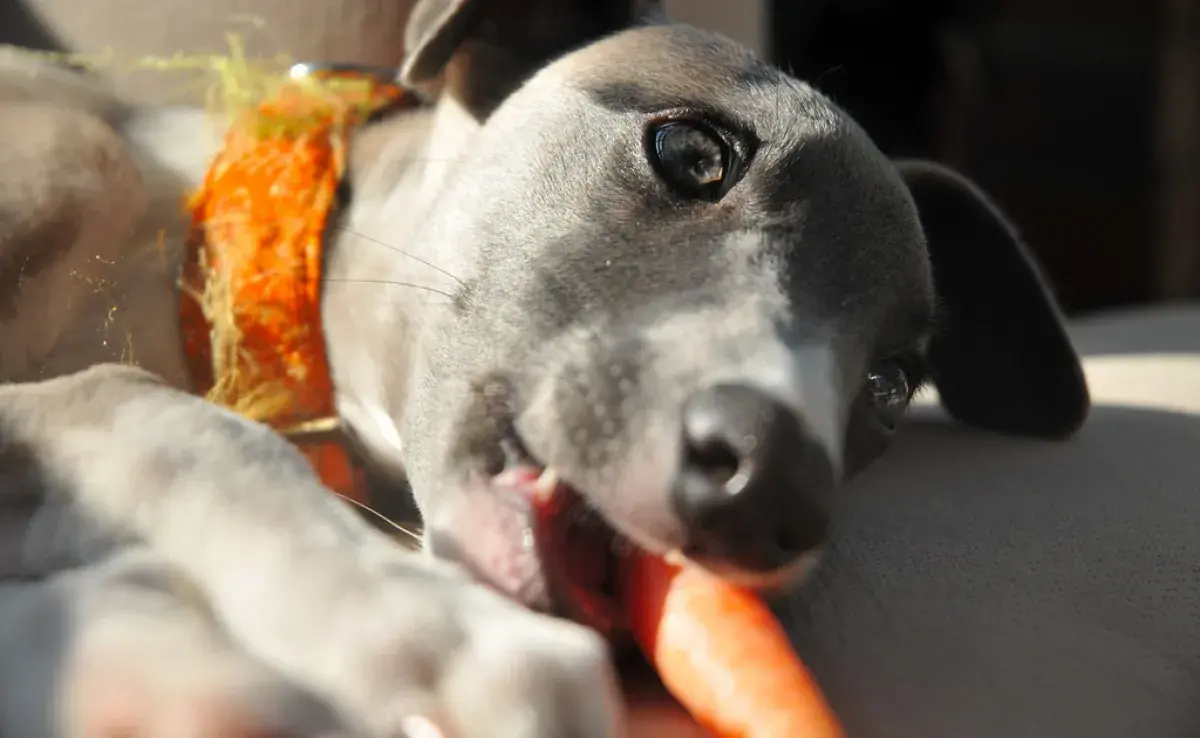 Descubre los superalimentos para la salud digestiva de tu perro