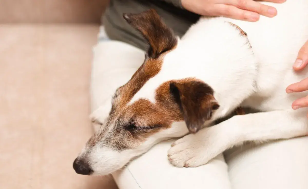 ¿El bicarbonato de sodio es bueno para el estómago de los perros?