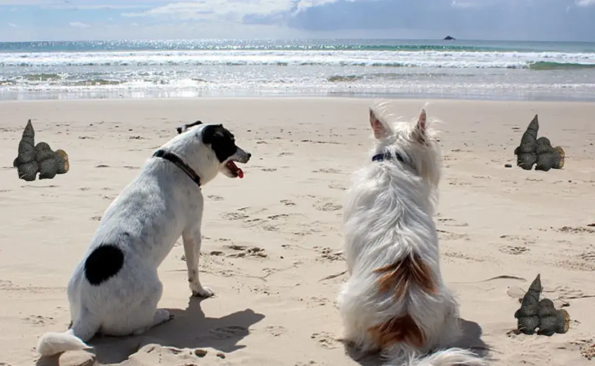 Protege tu salud y la de otros: Recoge las heces de perro en la playa