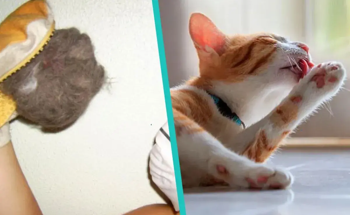 5 cosas que puedes modificar para que no se le caiga el pelo a tu gato