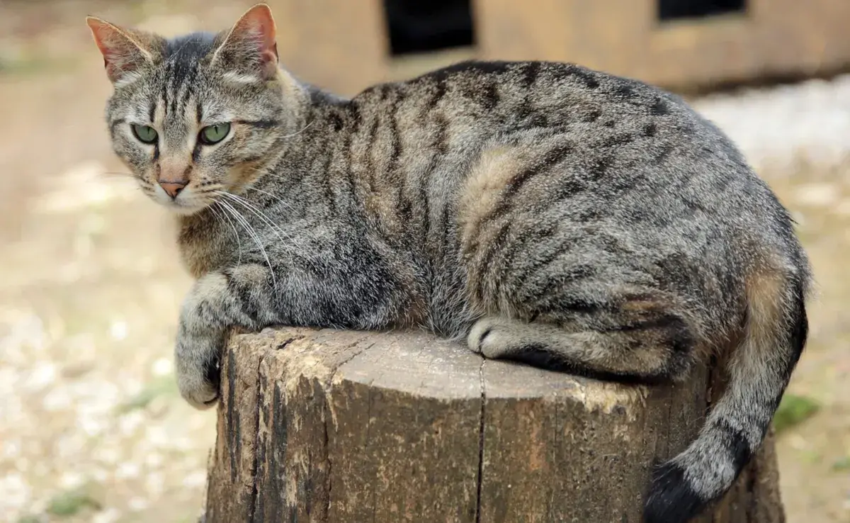 Las rayas en los gatos se deben a un gen específico llamado Taqpep.