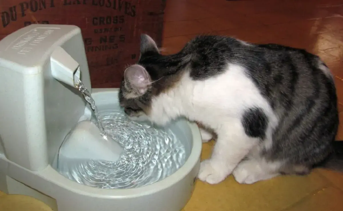 Cómo hacer una fuente de agua para gatos casera que amarán