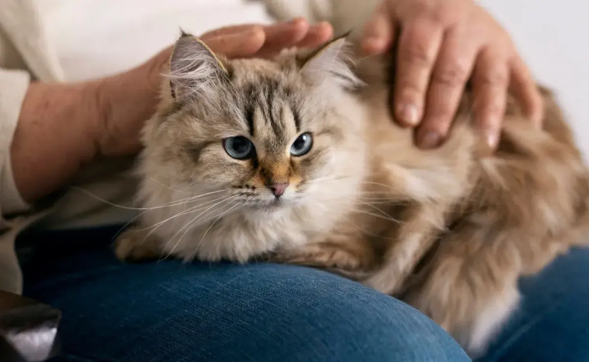 Desde Chipre hasta tu hogar: El viaje de la domesticación de los gatos.