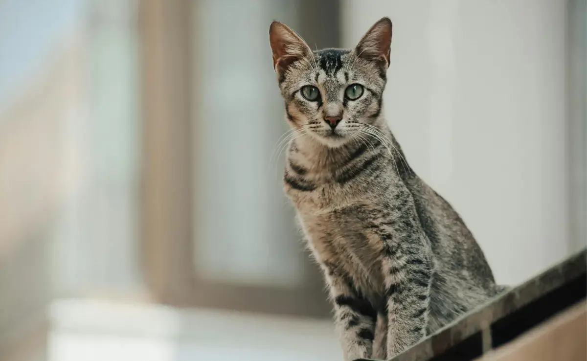 Los egipcios veían a los gatos como dioses.