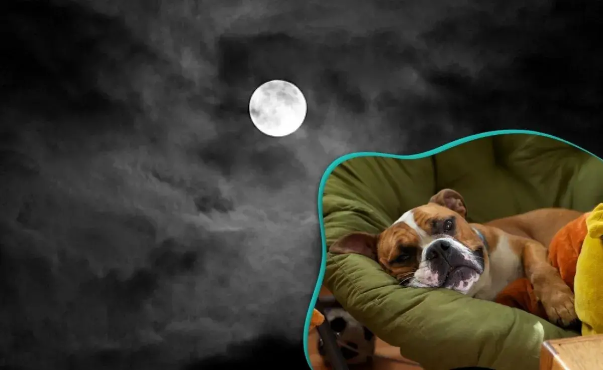 ¿Por qué dicen que la luna les afecta a los perros?