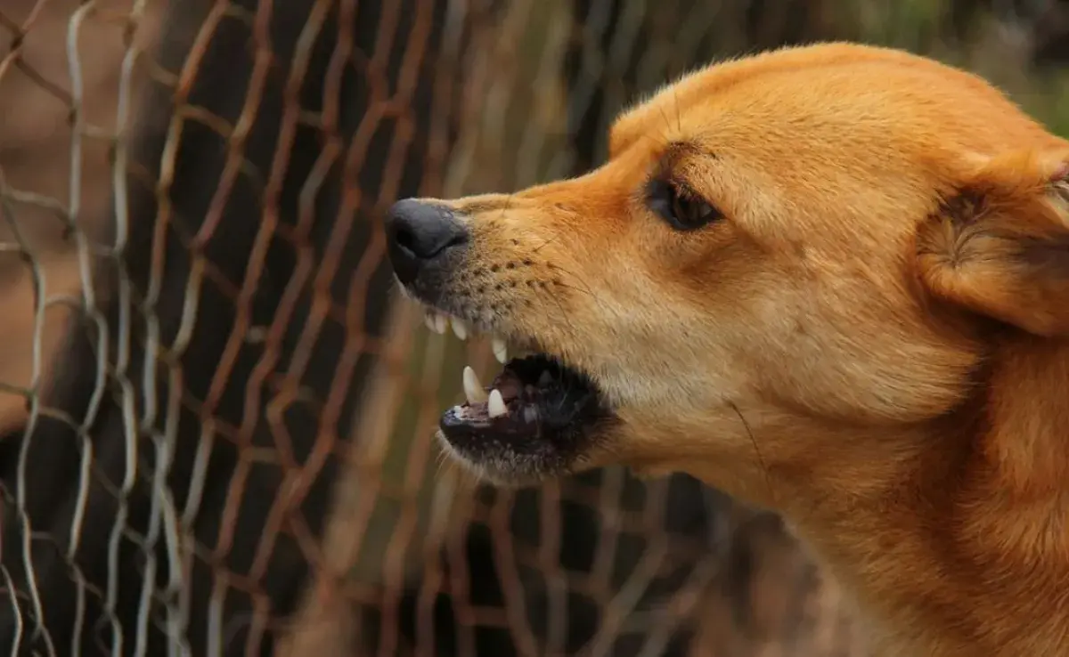 Aprende por qué los perros se vuelven agresivos y cómo ayudarlos a socializar.