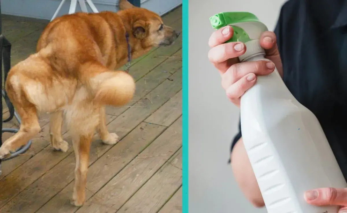 Prepara estas tres soluciones para eliminar el mal olor a orina de perro y desinfectar tu casa