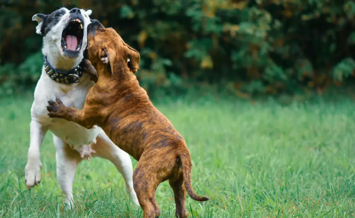 Qué debo hacer después de una pelea de perros