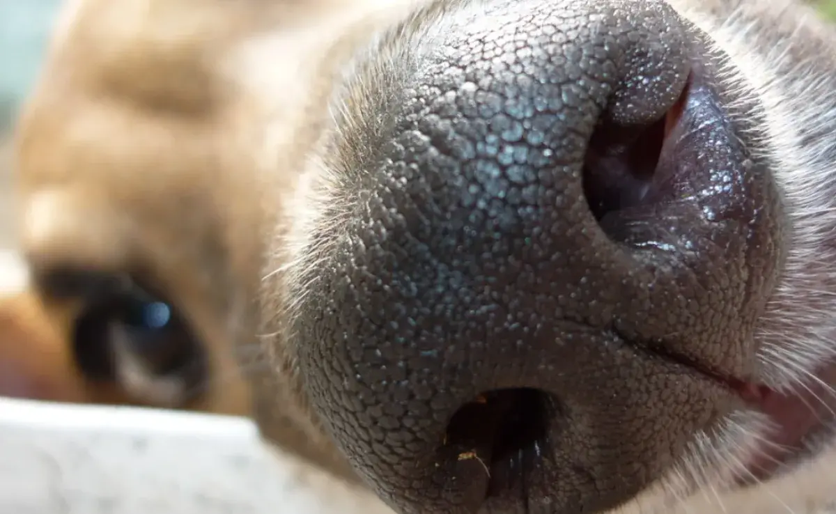 Qué es la trufa de perros y qué pueden hacer los perros con ella