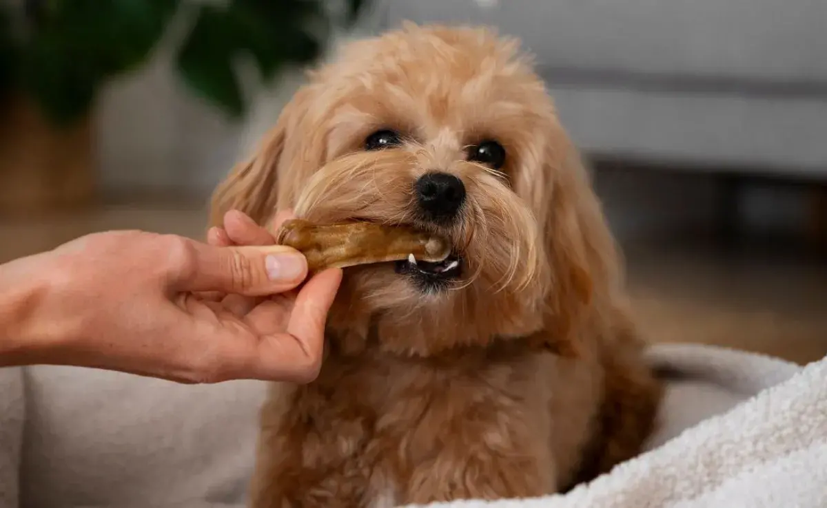 ¿Perro asfixiándose? Aprende la maniobra de Heimlich.