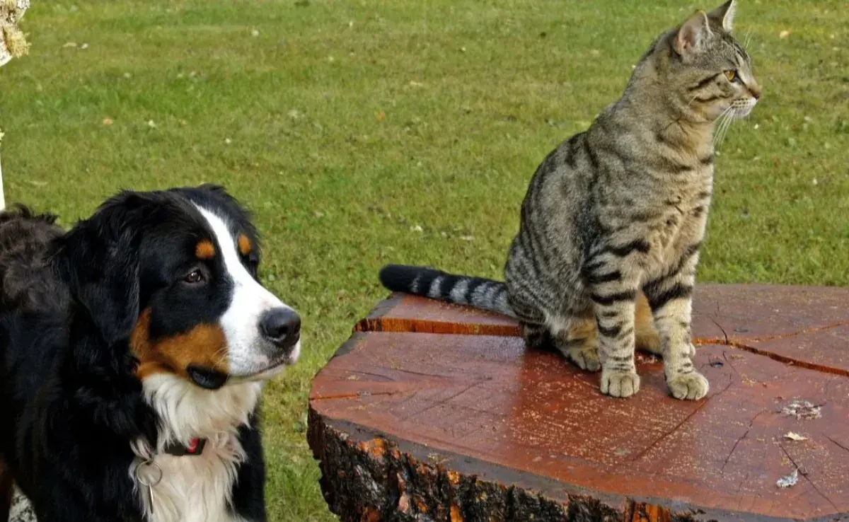 ¿Quiénes reconocen mejor su nombre, los perros o los gatos?