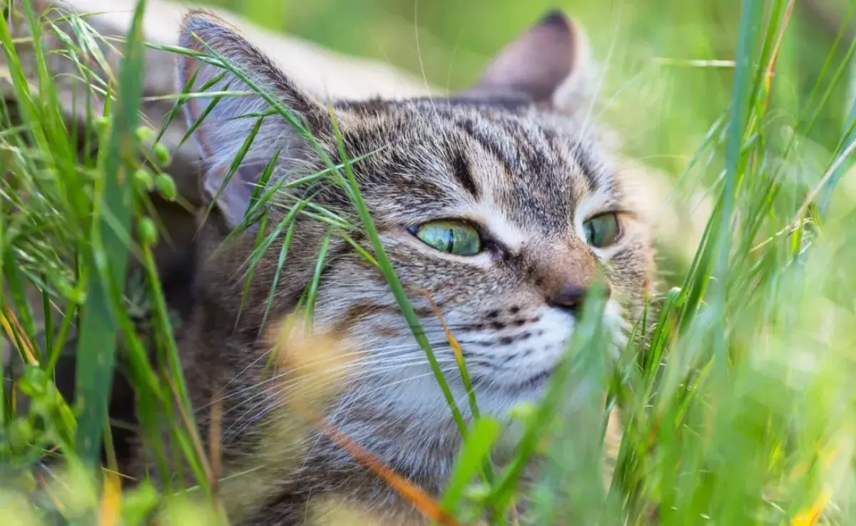 Tipos de hierba de gato: hierbas seguras para tu minino