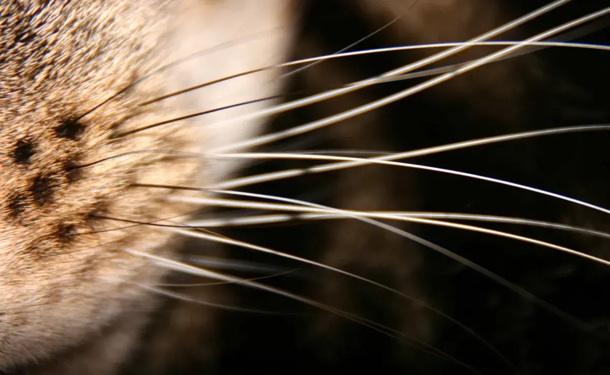 Los bigotes de gato: esenciales para su vida diaria