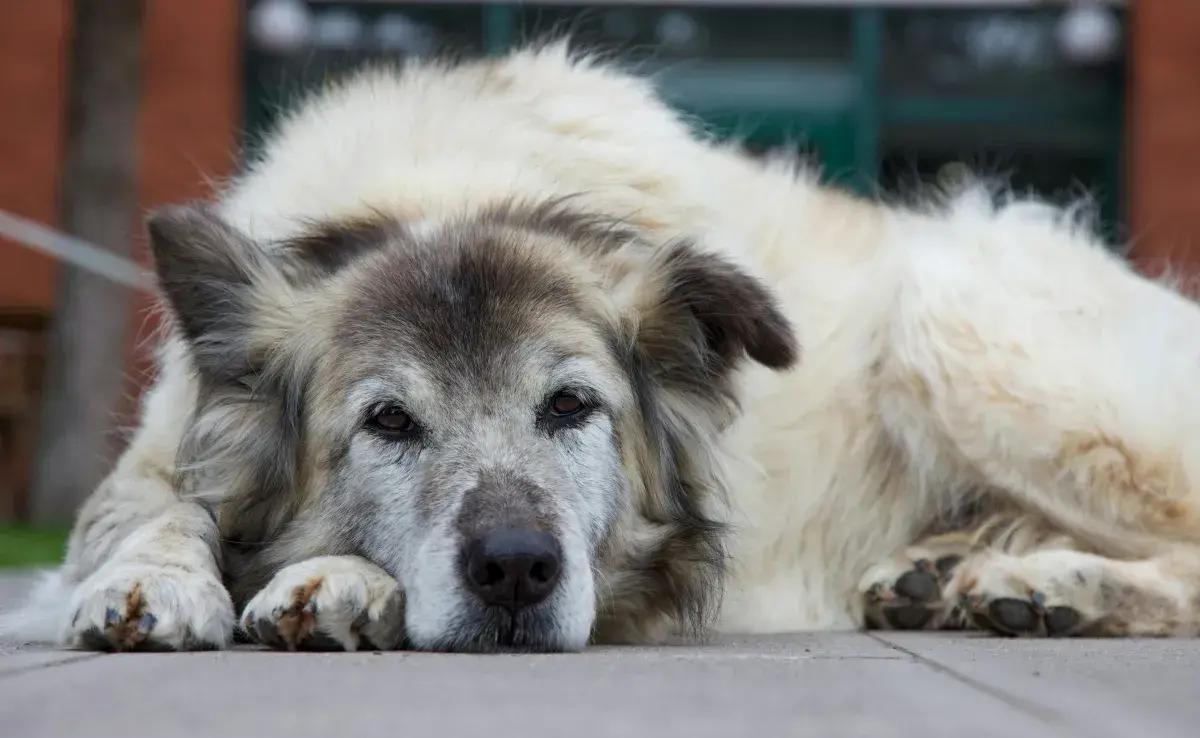 Los perros mayores se pueden fracturar por una caída.