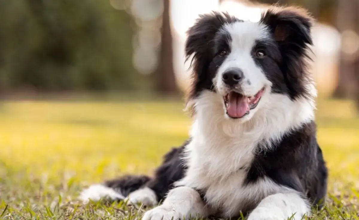 El Border Collie es frecuentemente mencionado como la raza más inteligente del mundo.