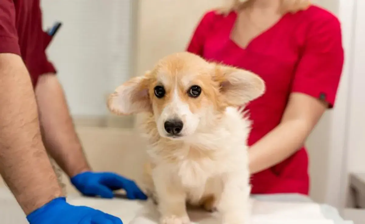 Uno de los primeros indicios de que tu perro podría tener parásitos es un cambio en su apetito.