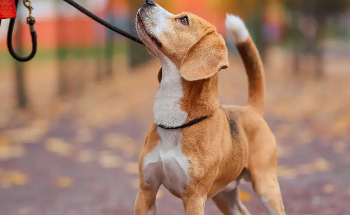 La cola es el lenguaje no verbal por excelencia de los perros. 