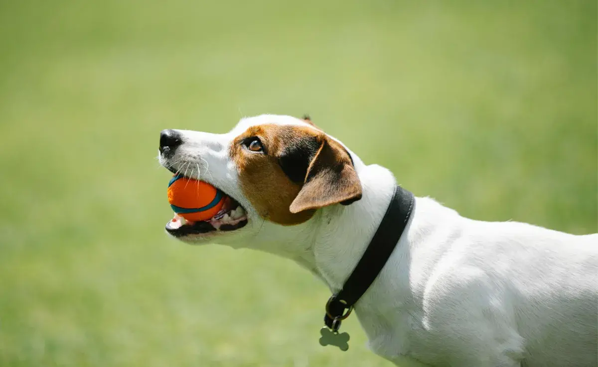 Apretar el collar de tu perro puede ocasionarle problemas de salud.